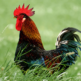 Avian Health